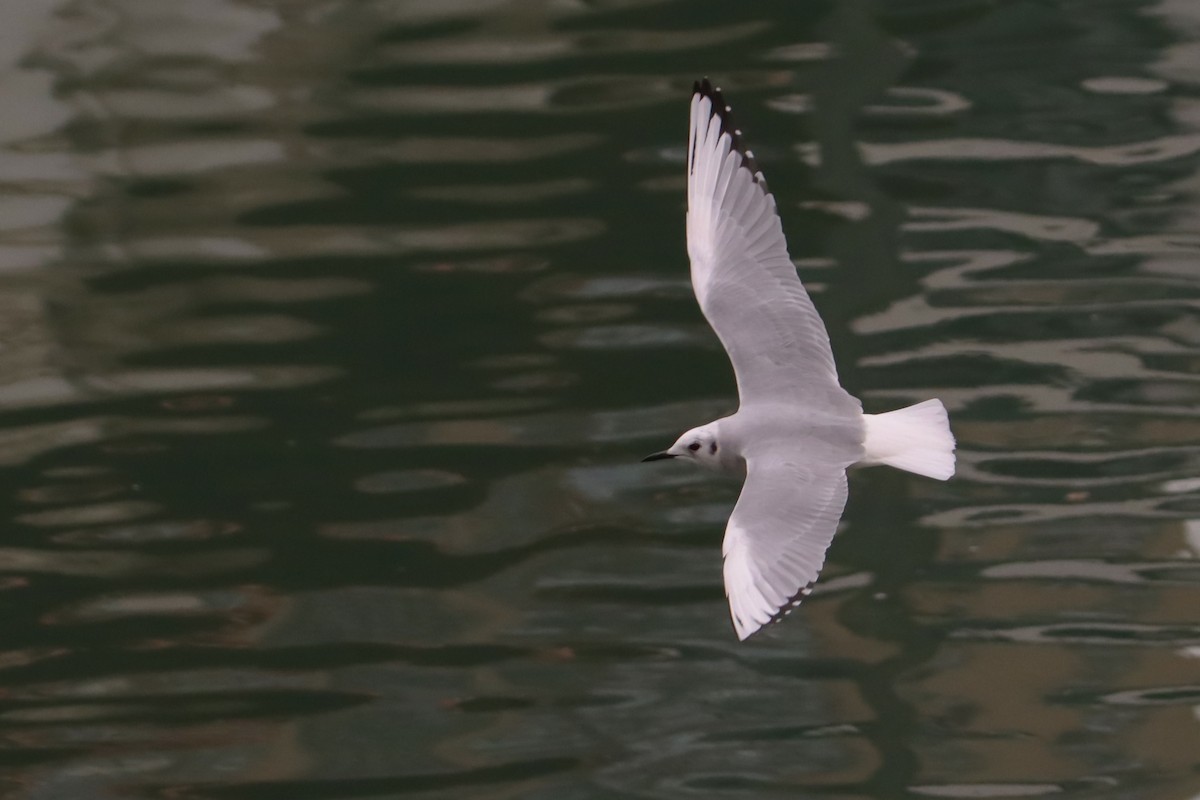 Gaviota de Bonaparte - ML614267831