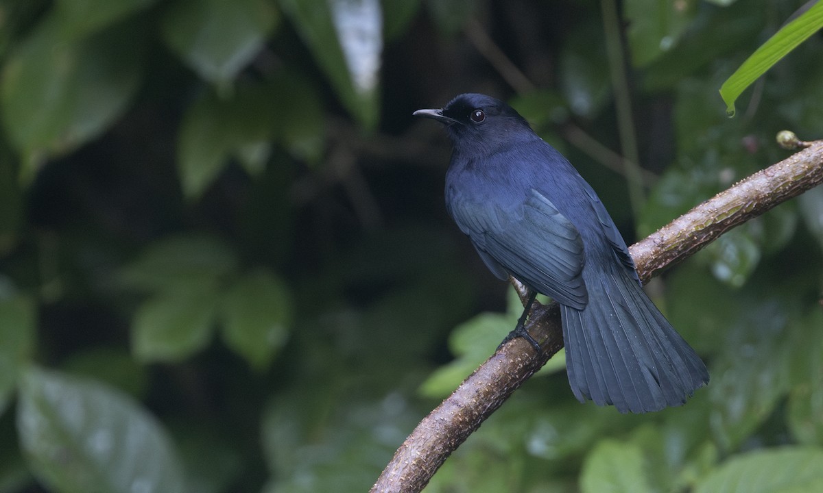 Black Catbird - ML614267862