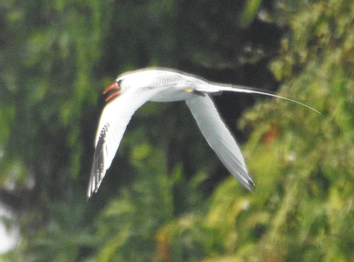 Red-billed Tropicbird - ML614267877