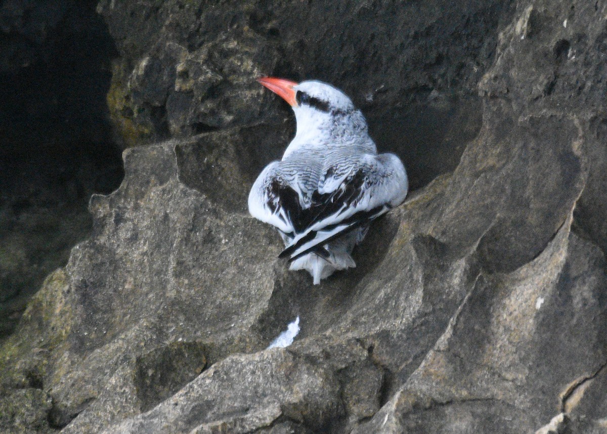 Red-billed Tropicbird - ML614267878