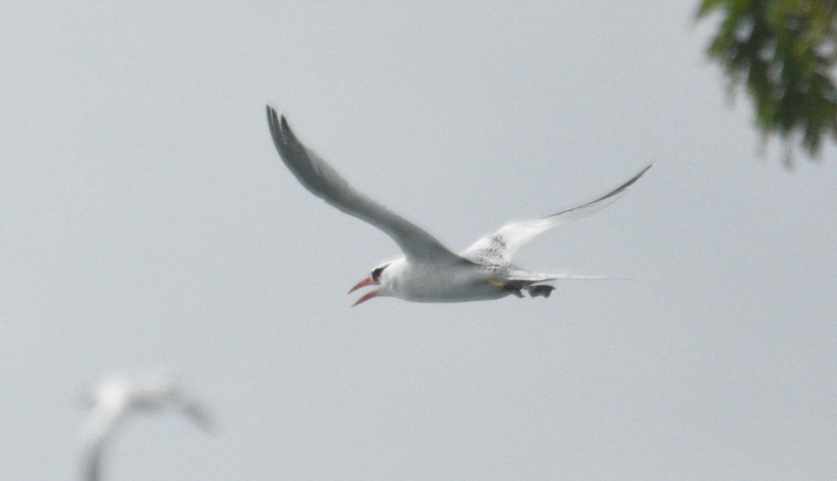 Red-billed Tropicbird - ML614267879