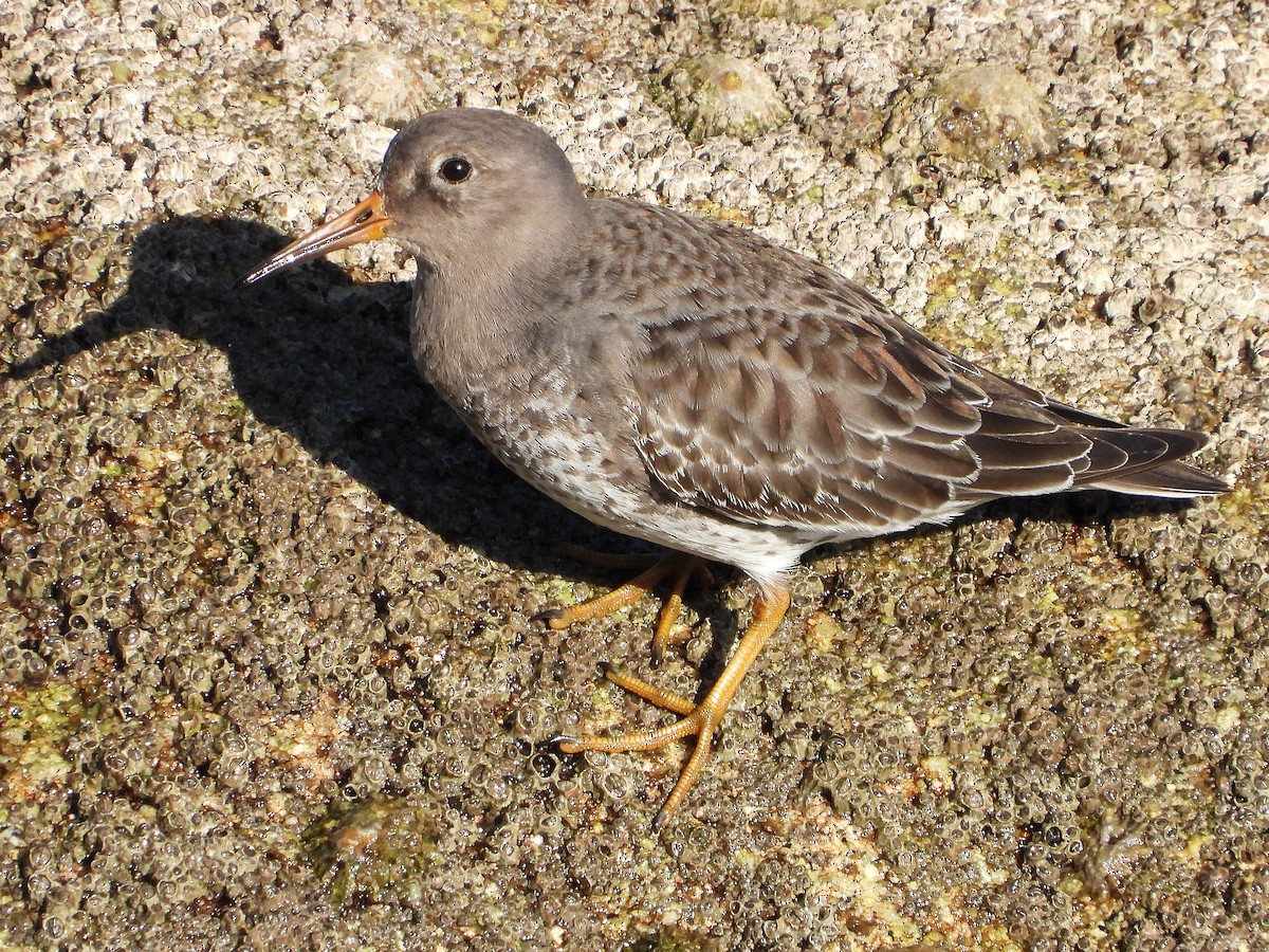 Purple Sandpiper - ML614267887