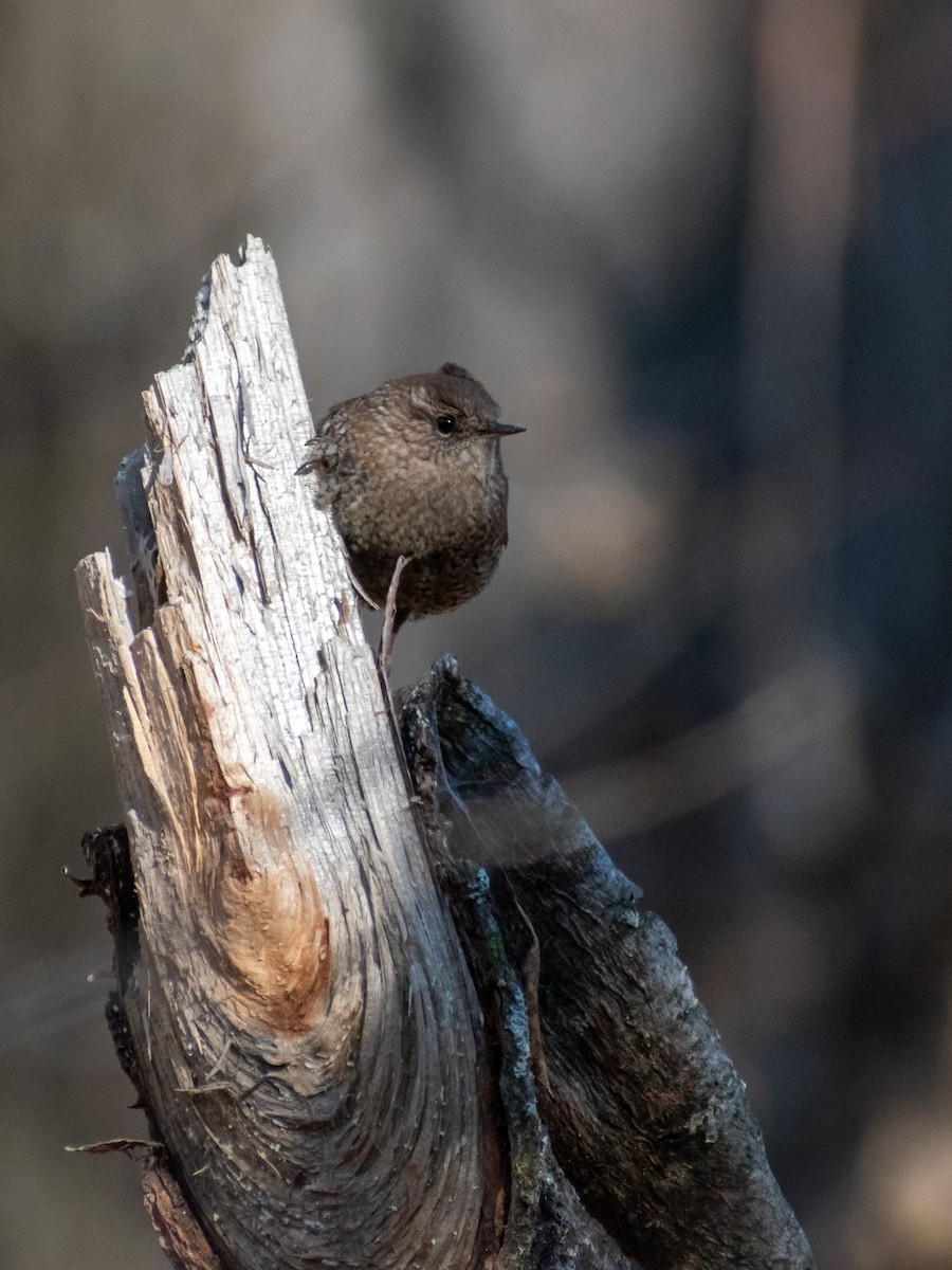 Winter Wren - ML614267889