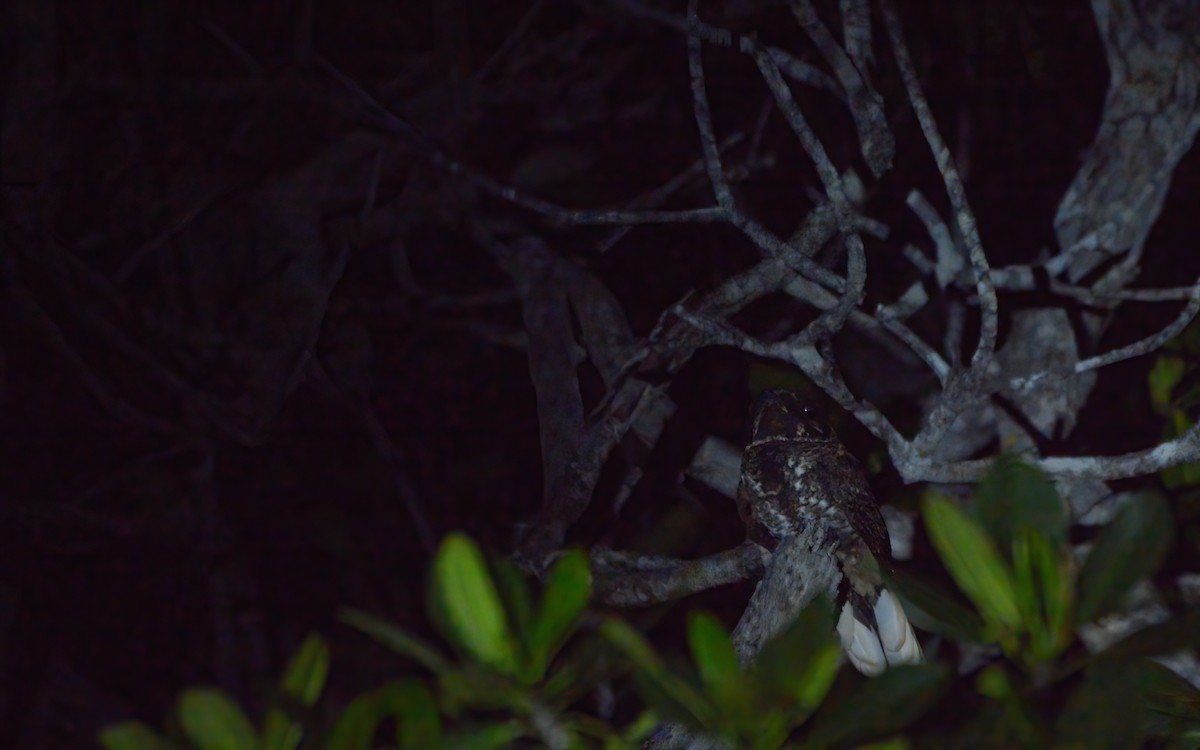 Yucatan Nightjar - ML614267912