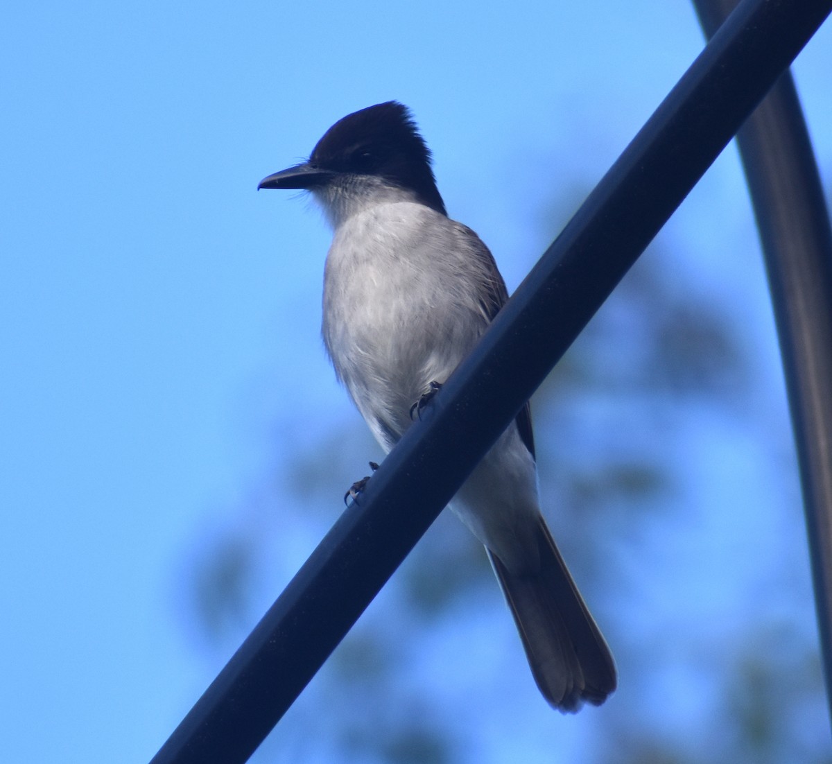 Loggerhead Kingbird - ML614267920