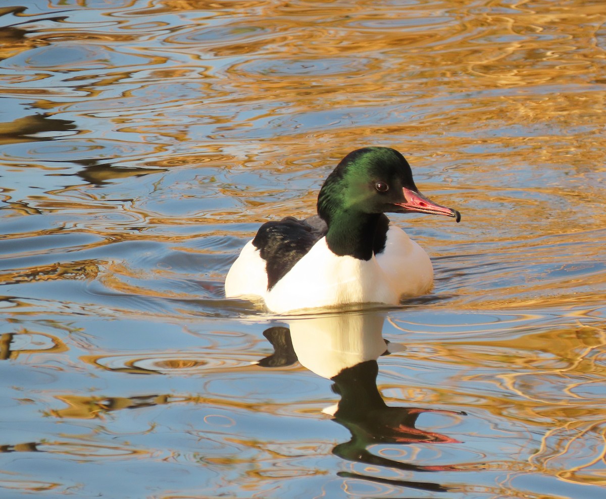 Common Merganser - ML614268001