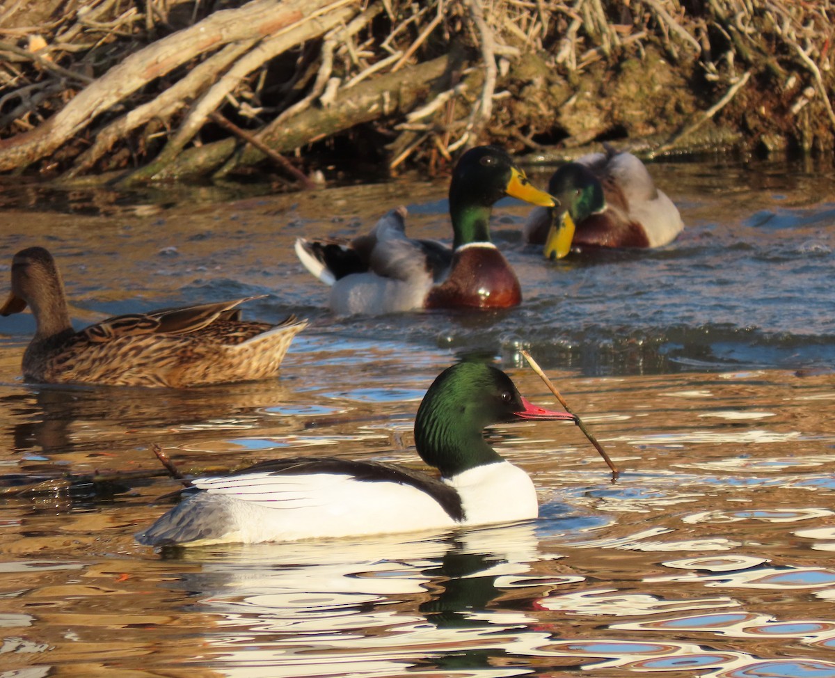 Common Merganser - Andrés Balfagón Sarrión