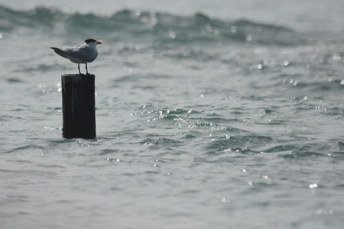 Royal Tern - ML614268073