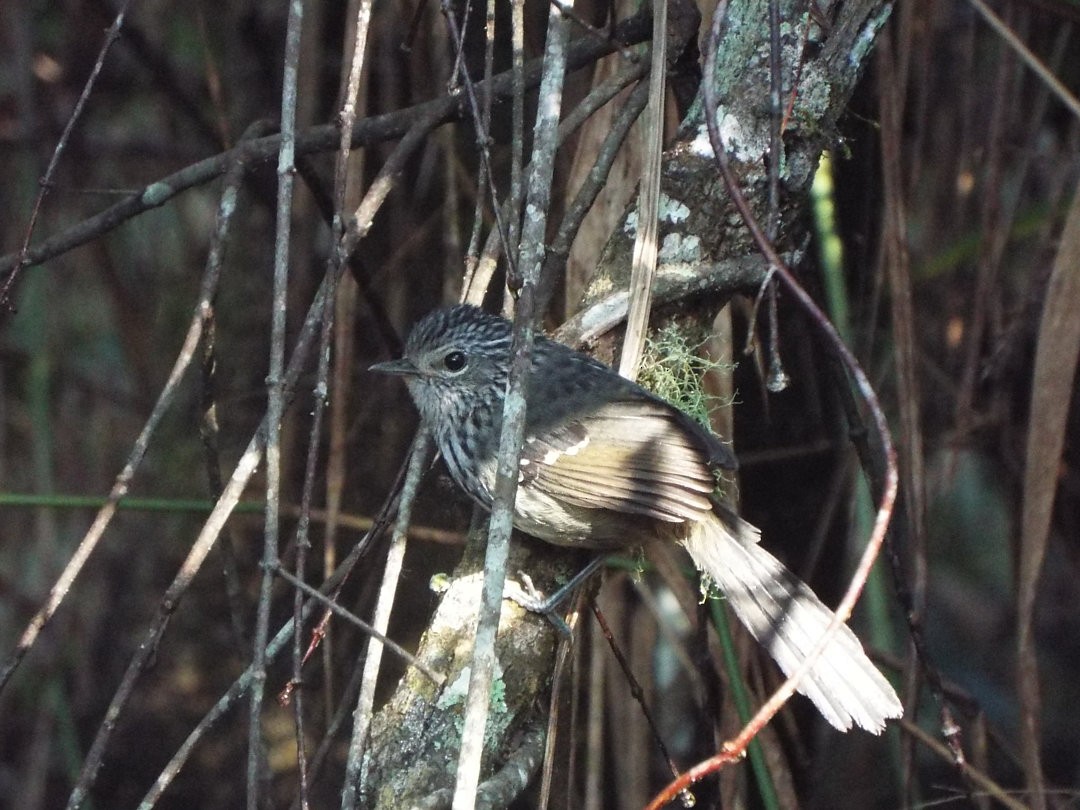 Dusky-tailed Antbird - Henrique Heidi Horiyshi