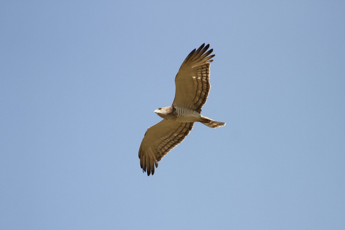 Beaudouin's Snake-Eagle - ML614268122