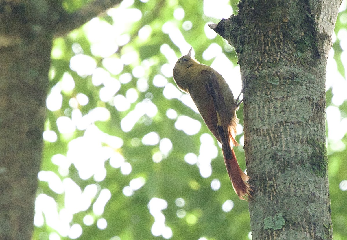 Olivaceous Woodcreeper - ML614268197