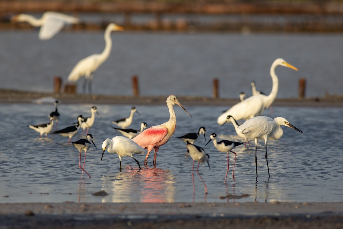 Roseate Spoonbill - ML614268226