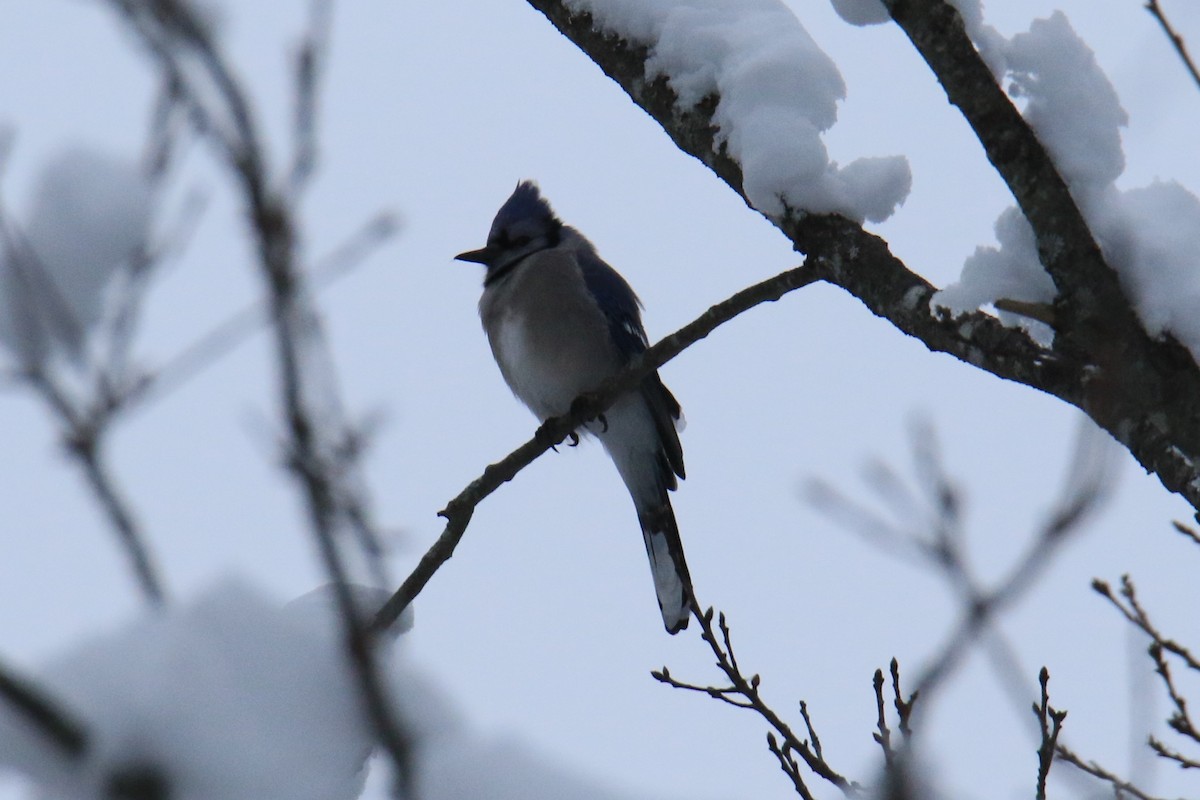 Blue Jay - ML614268255