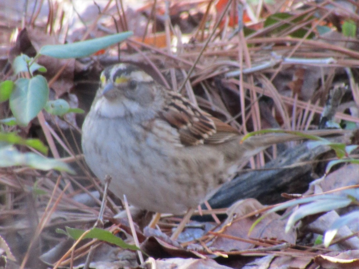 White-throated Sparrow - ML614268256