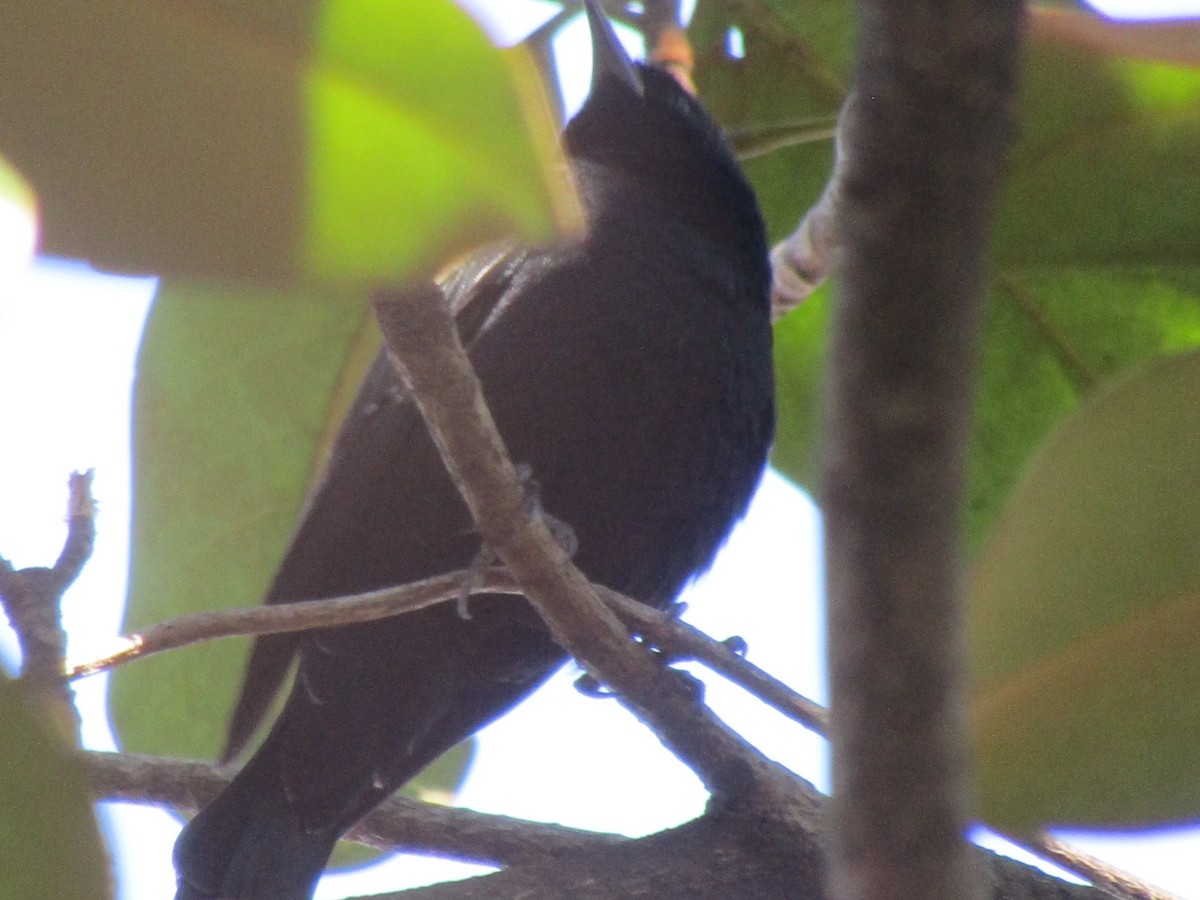 Red-winged Blackbird - ML614268272