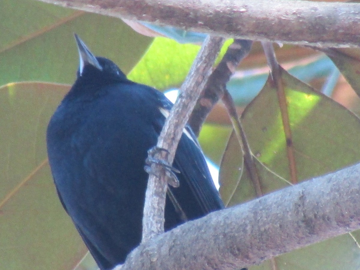 Red-winged Blackbird - ML614268278