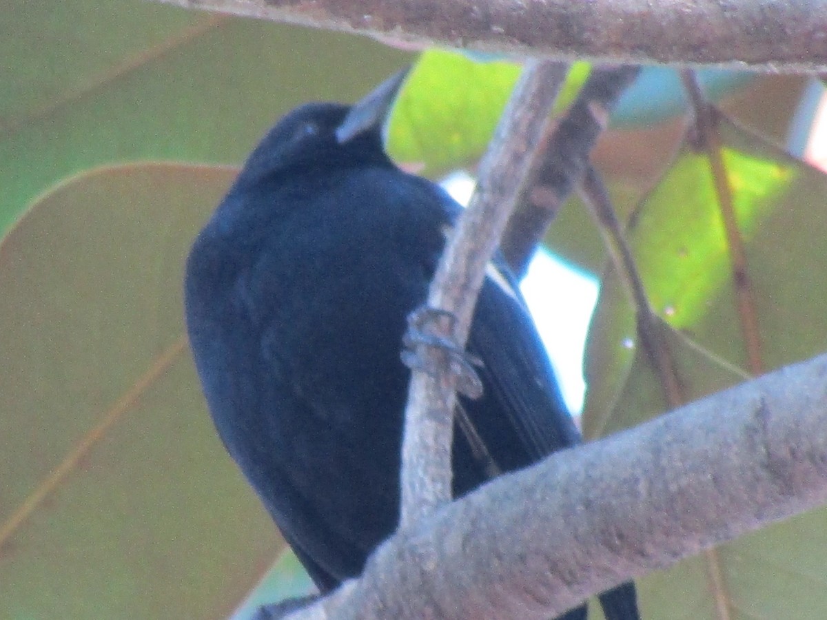 Red-winged Blackbird - ML614268282