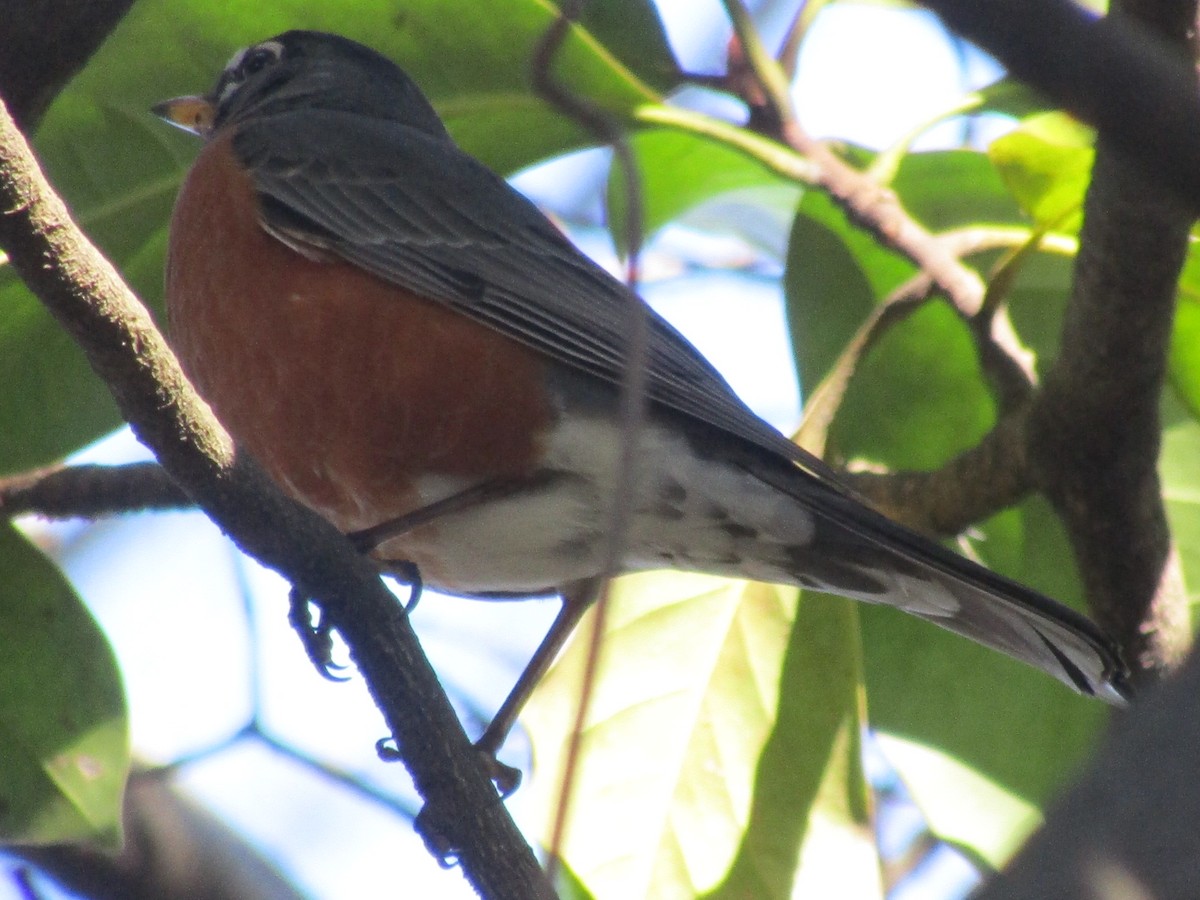 American Robin - ML614268293