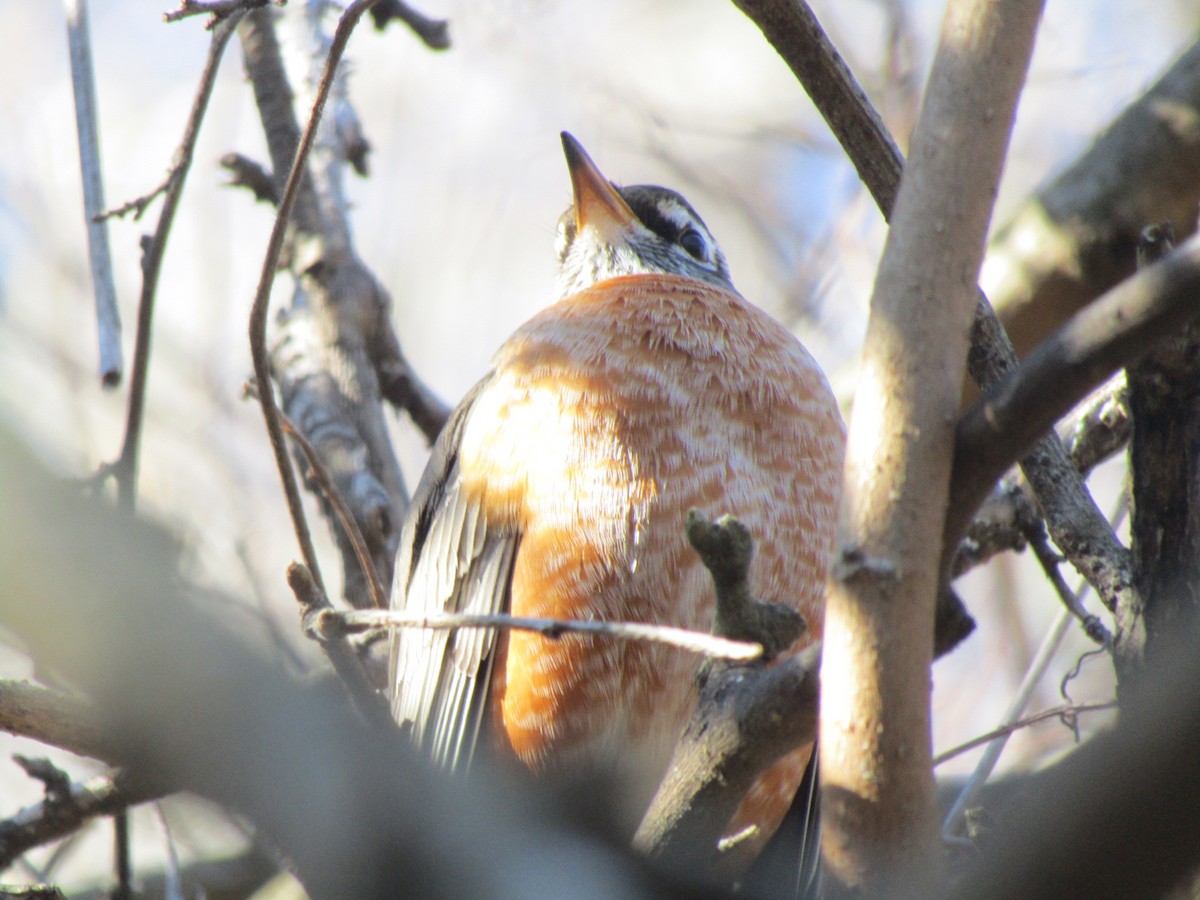 American Robin - ML614268298