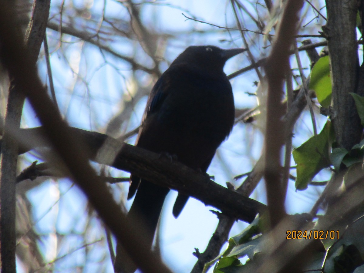 Common Grackle - ML614268323