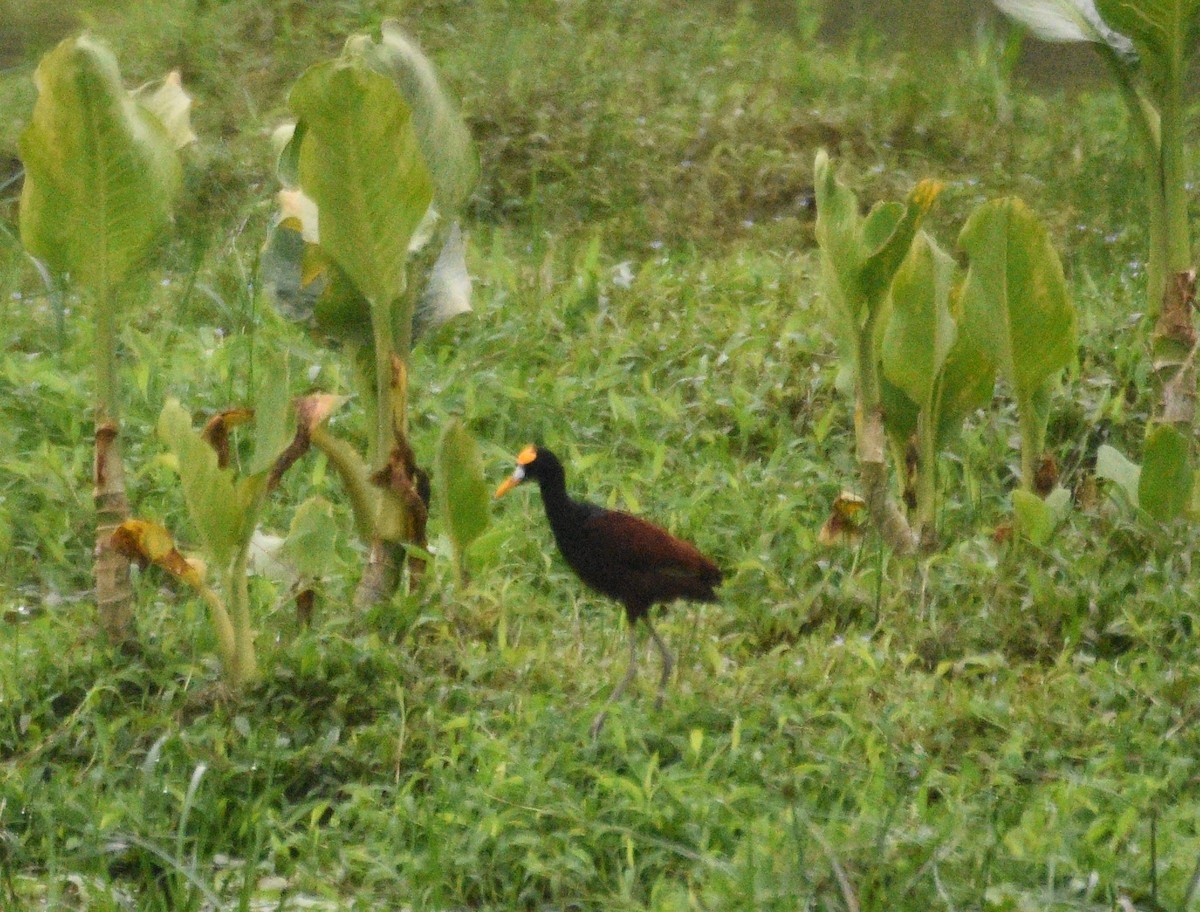 Jacana Centroamericana - ML614268458