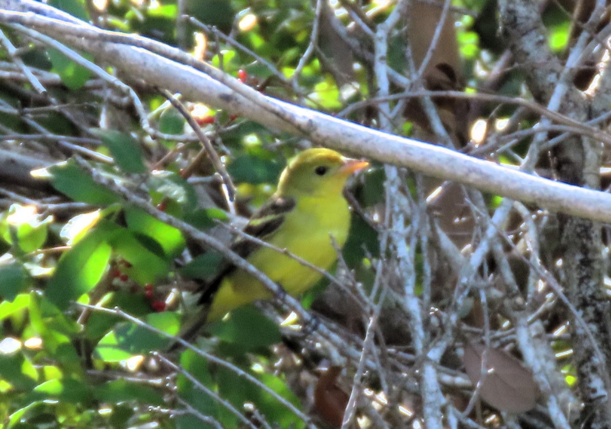 Western Tanager - Susan Daughtrey