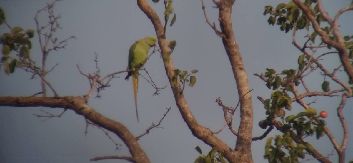 Rose-ringed Parakeet - Ganeshwar S V