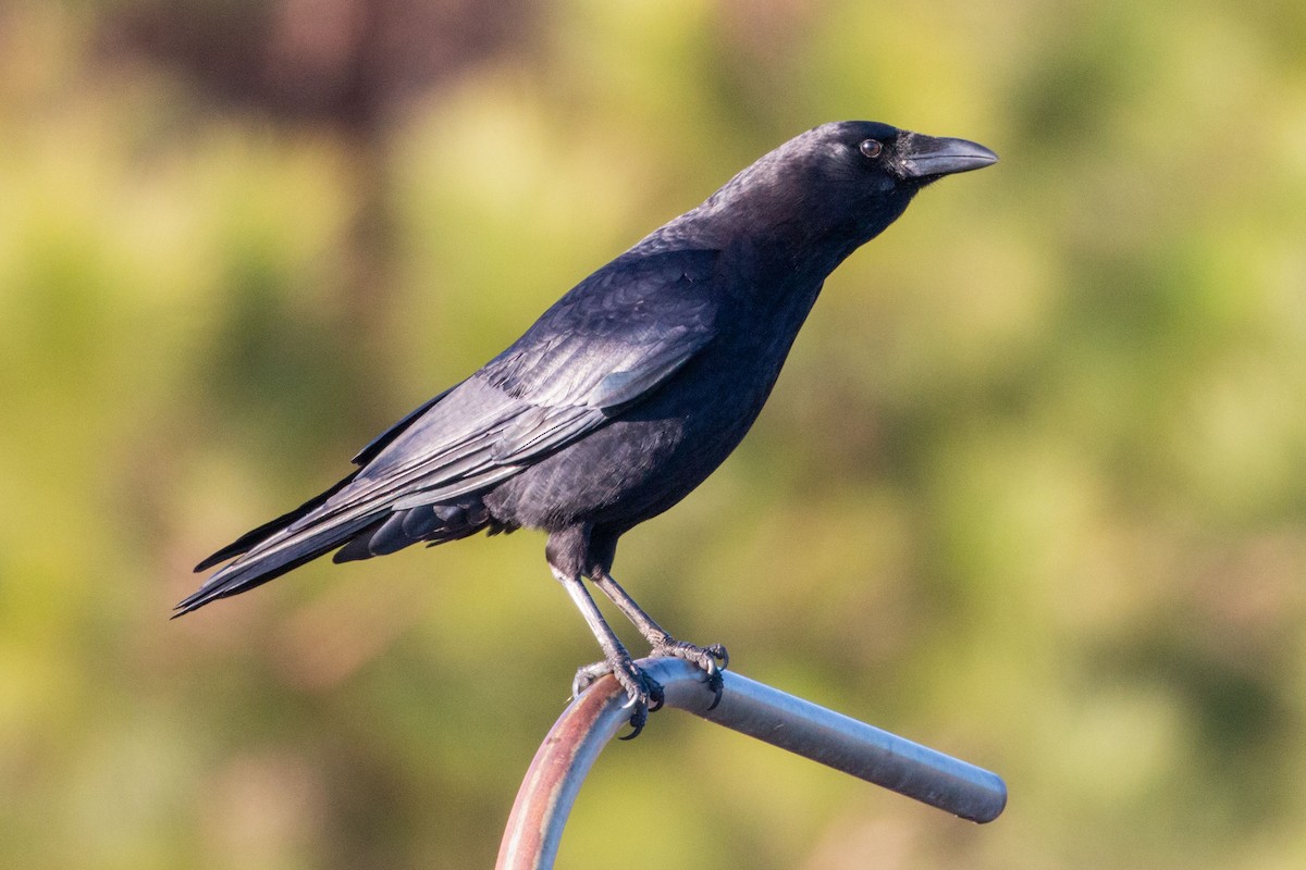 American Crow - ML614268581