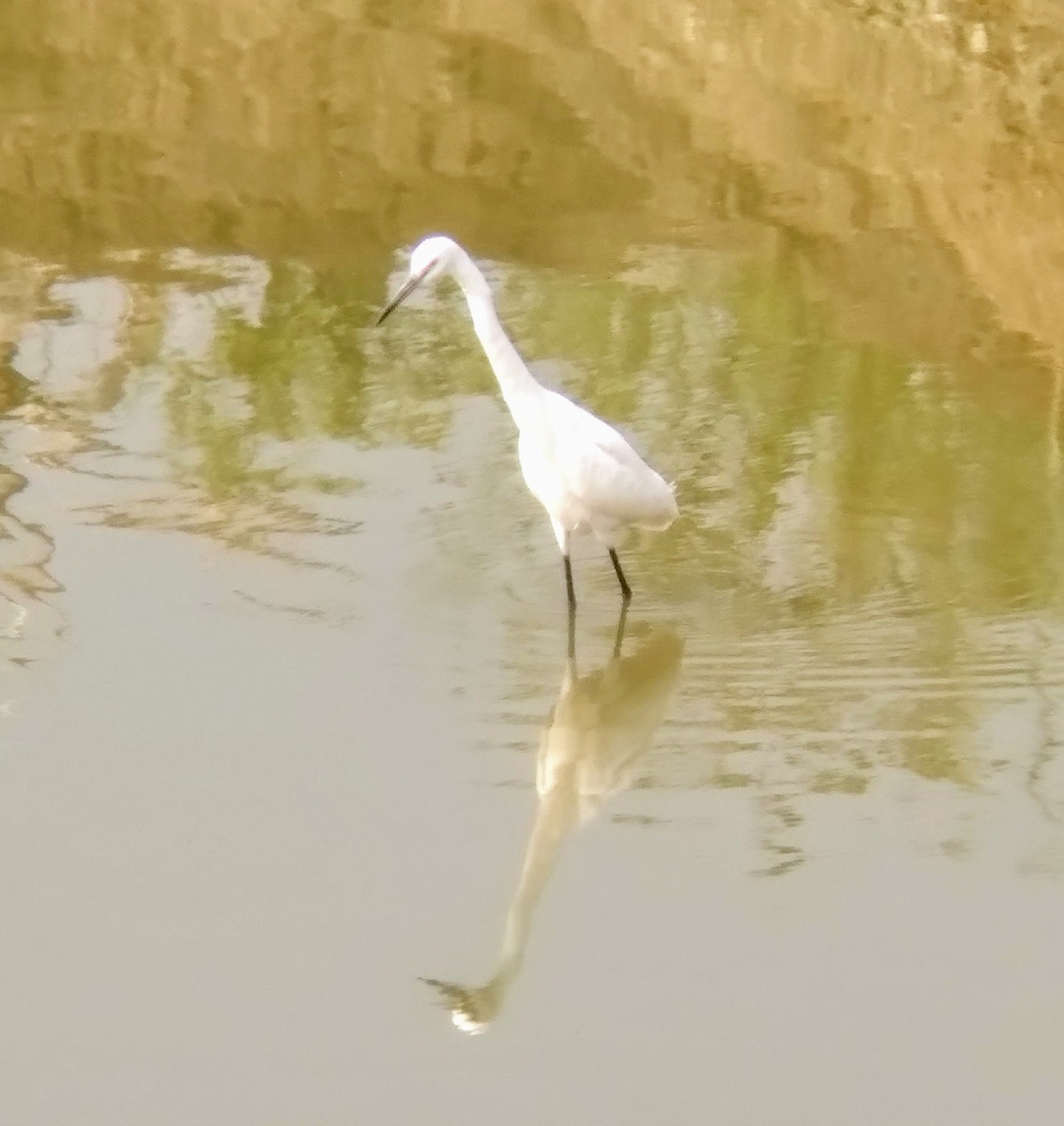 Little Egret - Ganeshwar S V