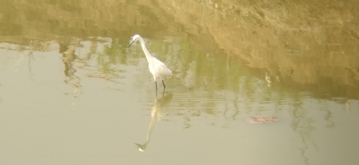 Little Egret - Ganeshwar S V