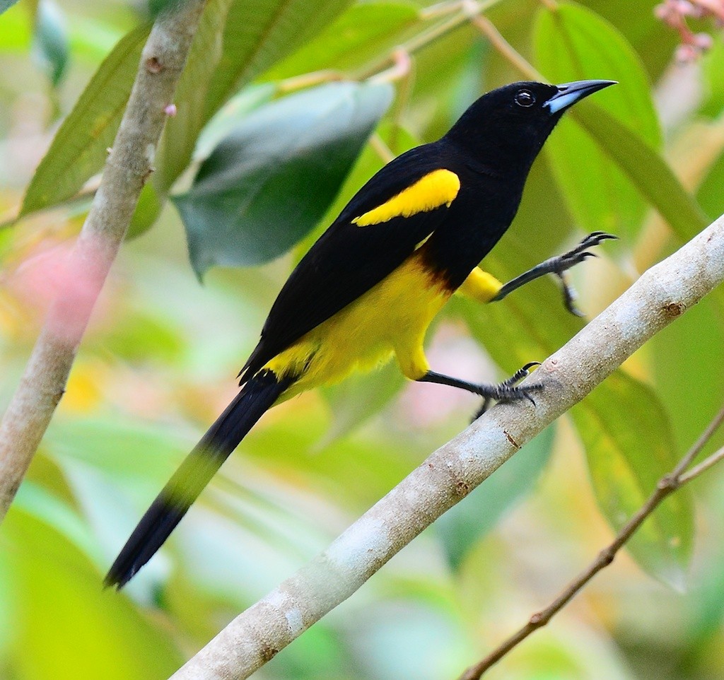 Black-cowled Oriole - ML614268637