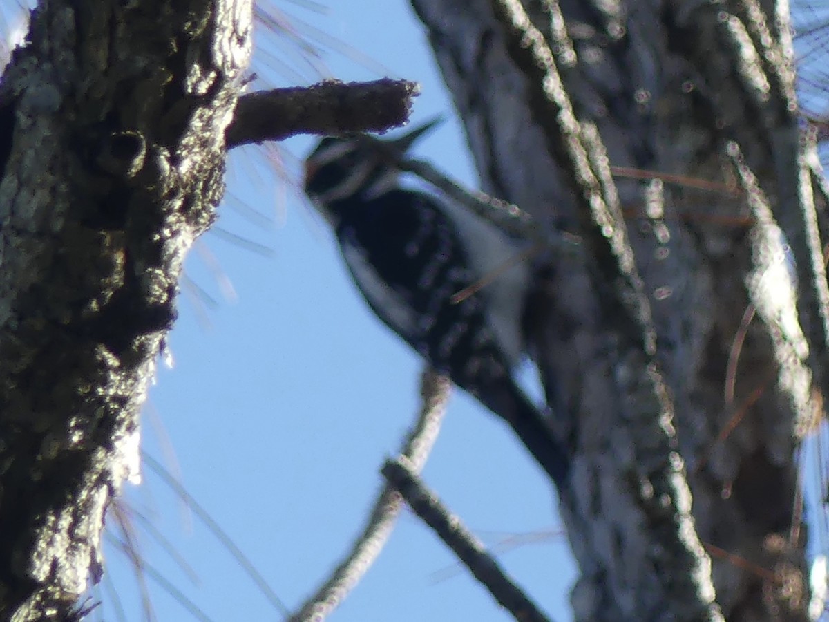 Hairy Woodpecker - ML614268645