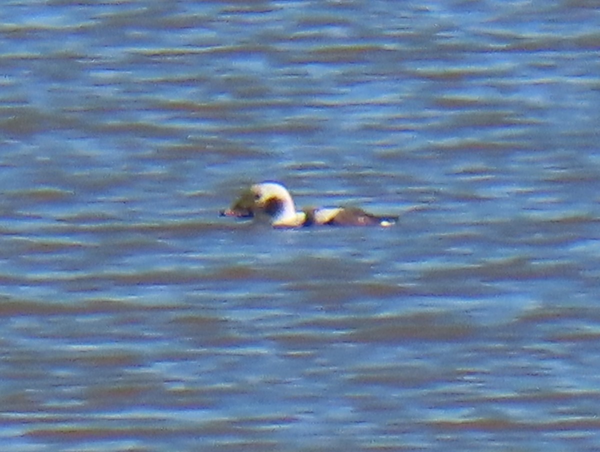 Long-tailed Duck - ML614268654
