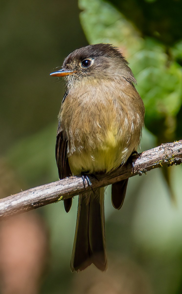 Mosquero Cabecinegro - ML614268692