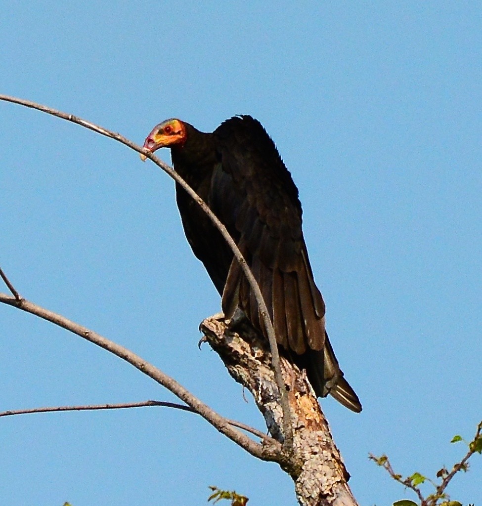 Lesser Yellow-headed Vulture - ML614268715