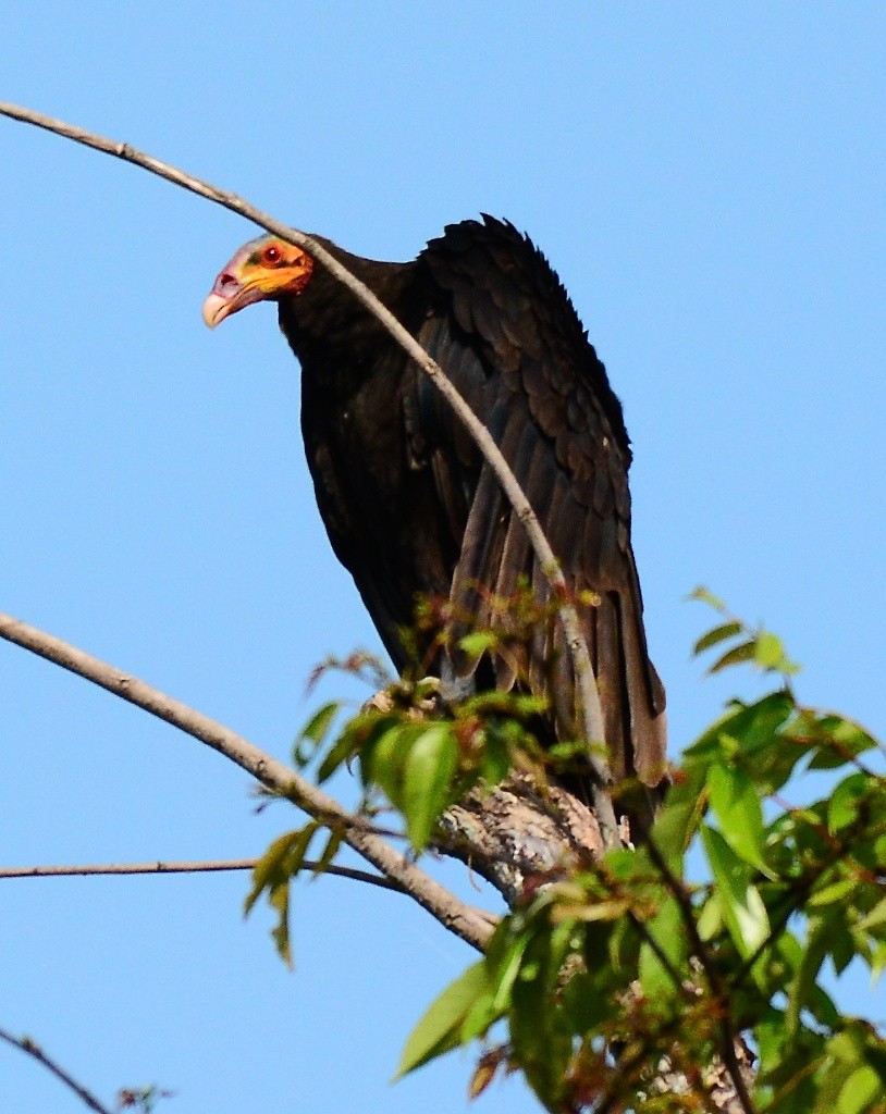 Lesser Yellow-headed Vulture - ML614268716