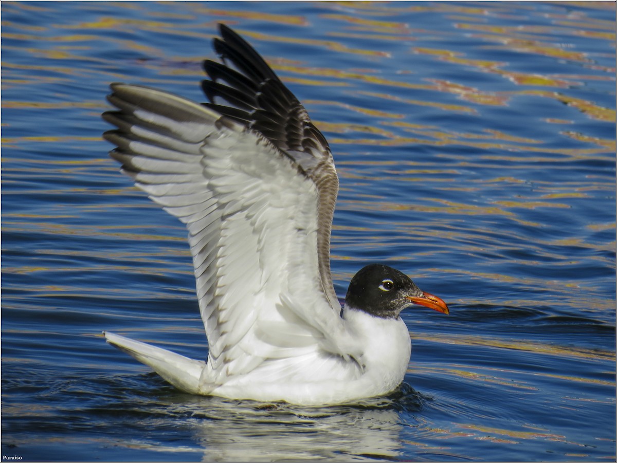 Mediterranean Gull - ML614268799