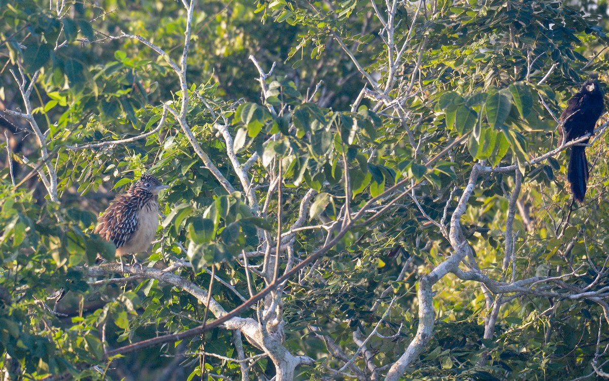 Lesser Roadrunner - ML614268837