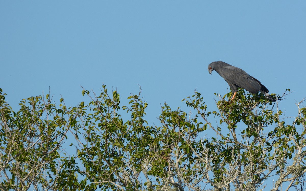 Crane Hawk (Blackish) - ML614268850