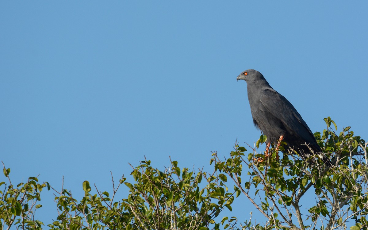 Crane Hawk (Blackish) - ML614268853