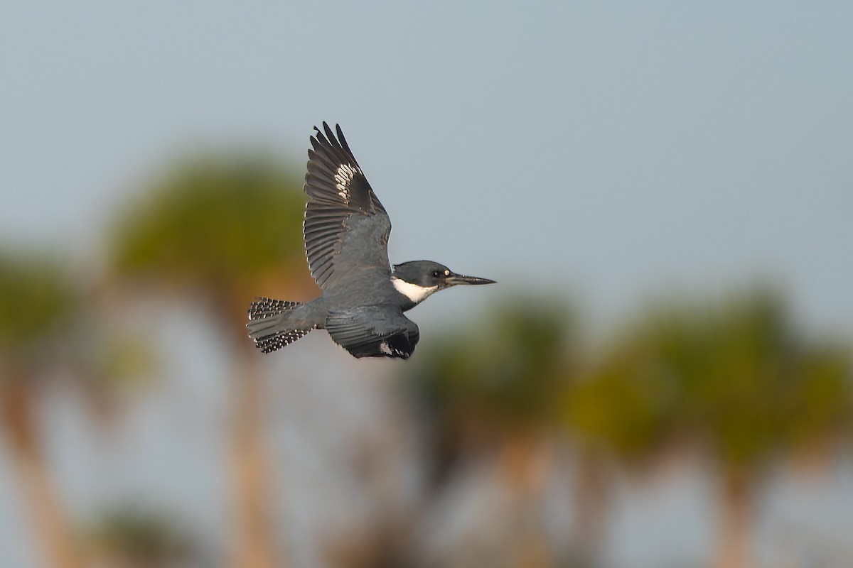 Belted Kingfisher - ML614268882