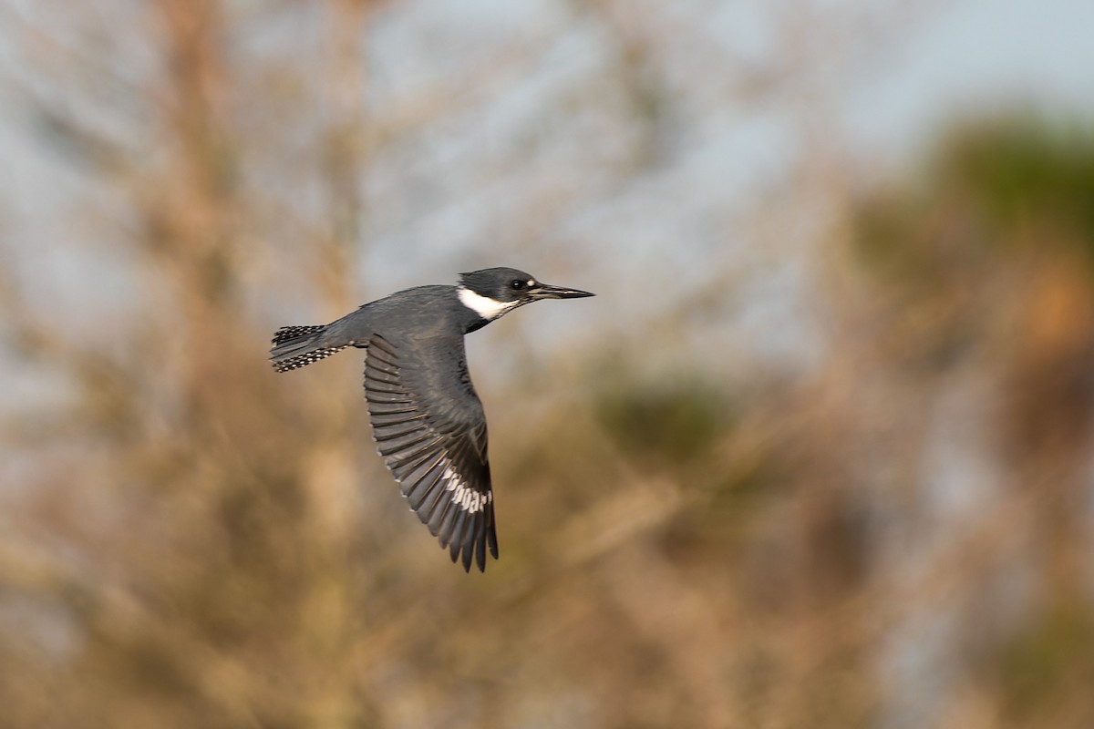 Belted Kingfisher - ML614268883