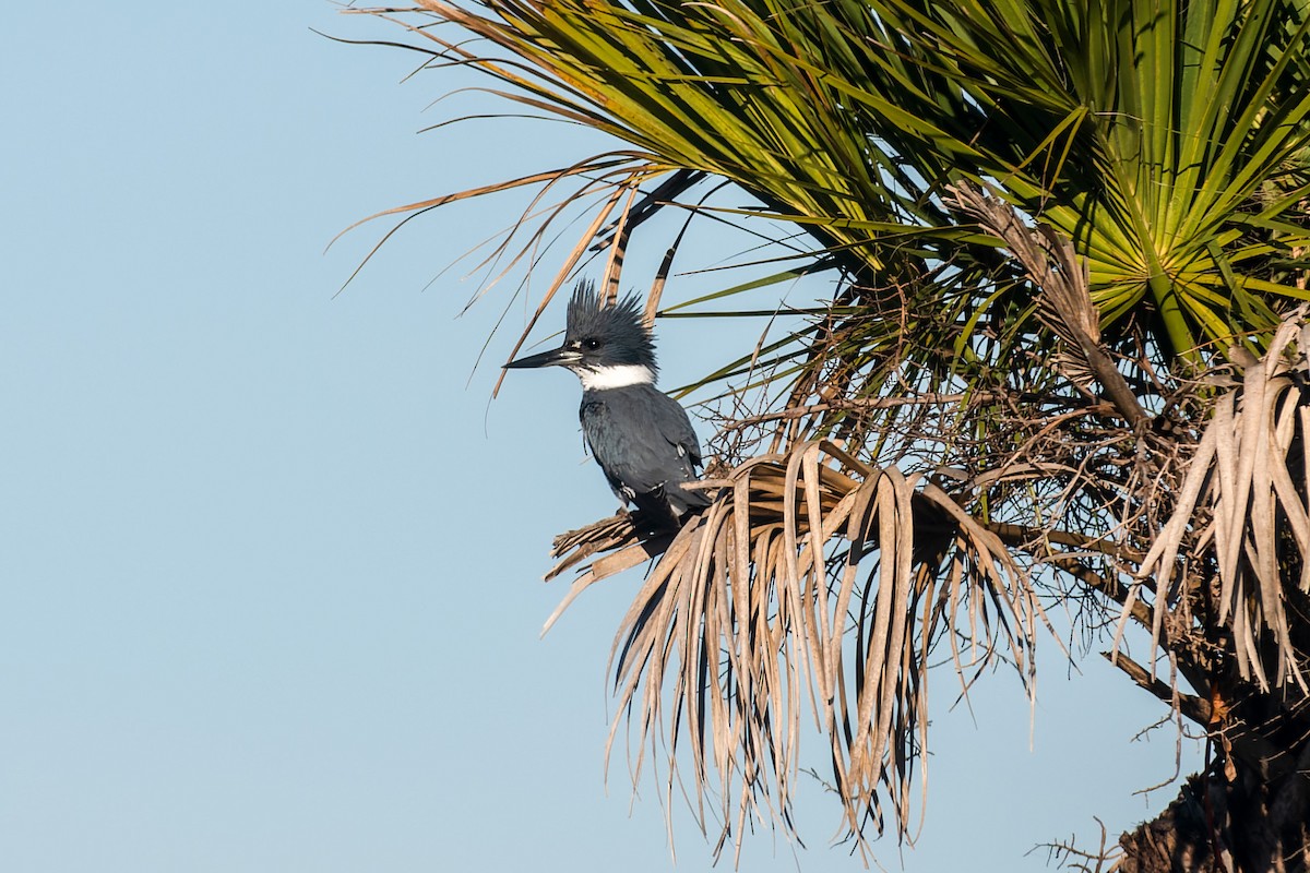 Belted Kingfisher - ML614268884