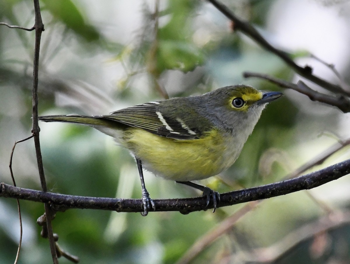 White-eyed Vireo - Suzanne Zuckerman