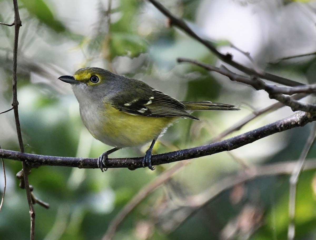 Ak Gözlü Vireo - ML614268888