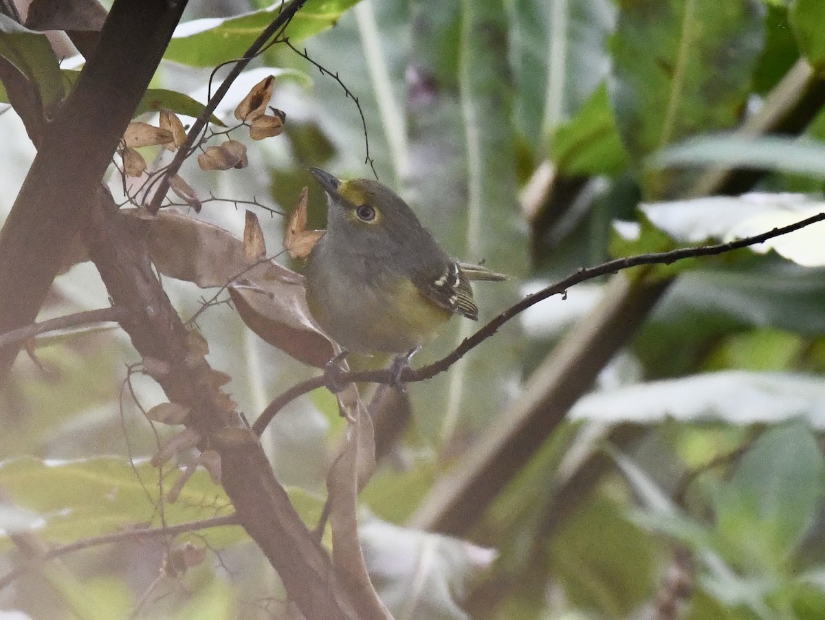 Ak Gözlü Vireo - ML614268890