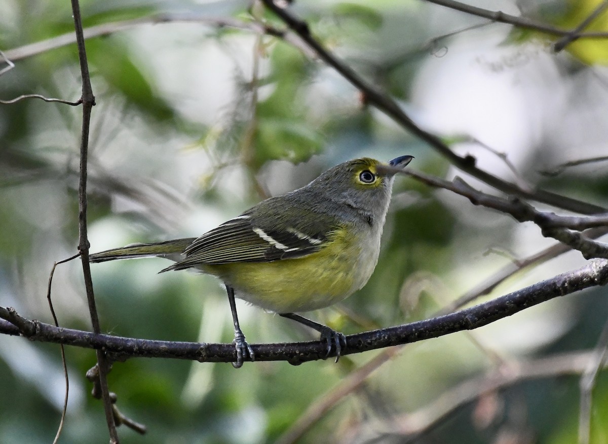 Ak Gözlü Vireo - ML614268891