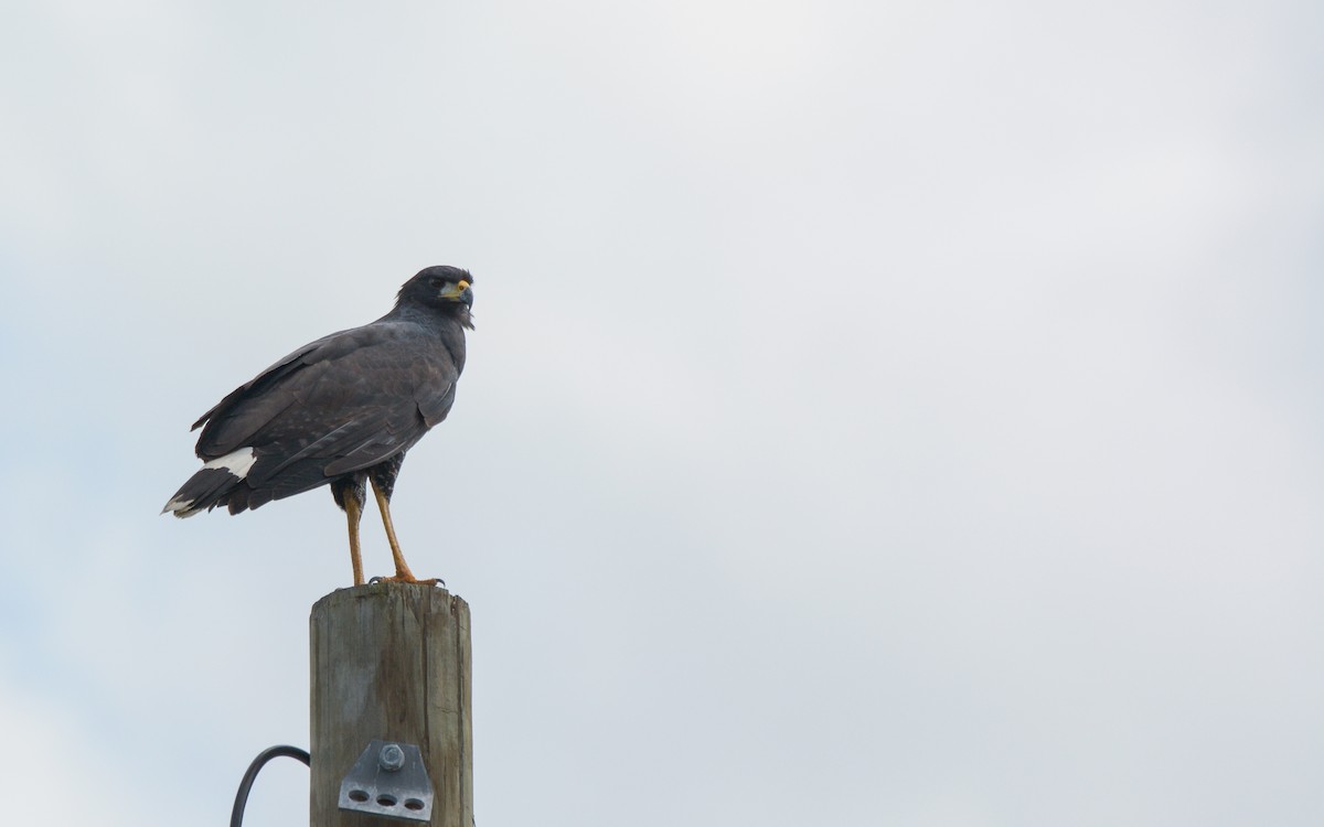 Great Black Hawk (Northern) - ML614268928