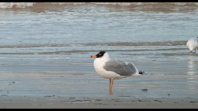 Pallas's Gull - ML614269005