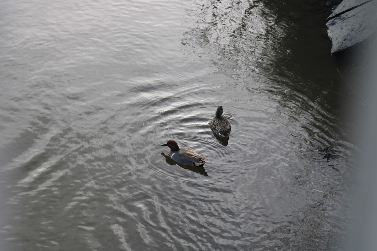 Green-winged Teal - ML614269009